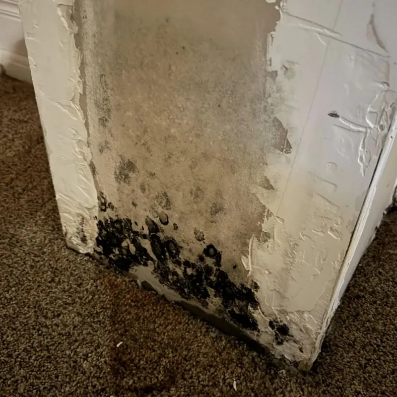 Professional Mold Removal in Winchester, OH